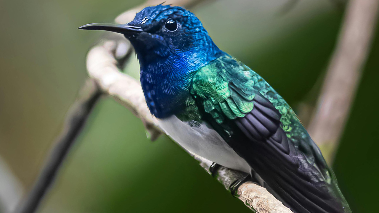 Buena fortuna los colibríes